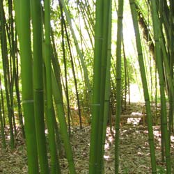Bambú Phyllostachys Rubromargin